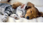 Kittys and puppy’s ruuuule