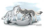 Wolf pack: Fang pack