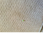 the small pea group