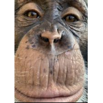 the monke community