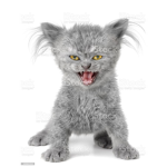 Mauled by kittens