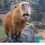 #CAPYBARAS RULE!