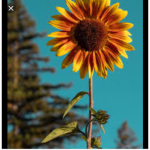 SunnyXgang