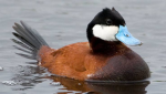 Ducks Ducks and Other Water Birds