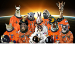 AnimalSquad/Fashion police