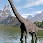 long neck ed