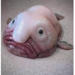 WOT THE HEL