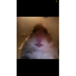 Hamster cult803