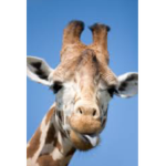? GiRaFFe sQuAD