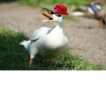 - ducky group -