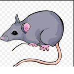 Unofficial rat fan club