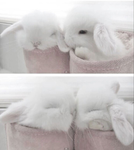 bunniswirls