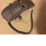 CheeseRatArmEE