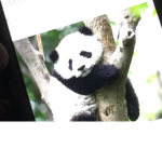 Panda cookie sqaud