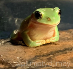 The Official Army Of Frogs And Snakes
