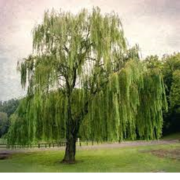 ==Thinking Spot==