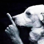 The Doggie_Bear Group