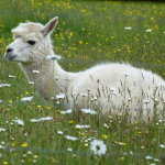 llama crew