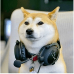 Doge Lord Entertainment