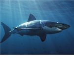 Sharkybite123's Group