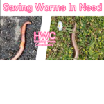 HWC-Helping Hopeless Worms!