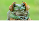 The og frogs