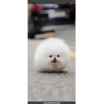 RobloxHAHAS