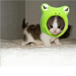 I ♥ Kitties