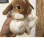 BUNNIES GROUP ONLY
