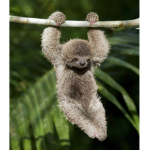 •sloth squad•