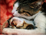 ### kitty klub