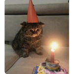 Kitties4Ever