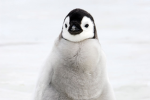 lazy penguinzz