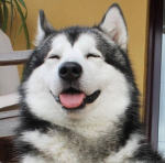 yay husky group