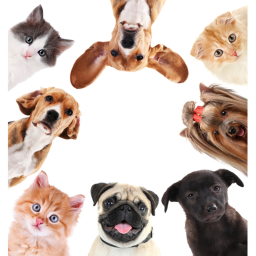Pet World +