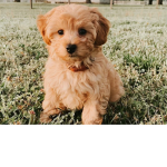 join if you love puppies or kittens