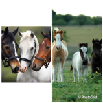 Horse And Pony Sqaud