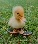 Quaduu_Quacks