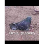 sugaR y alTo grupo cHafa