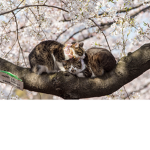 Cat owners :D