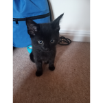 Kitten meow meow