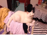 The screaming cat