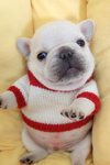 Pibbles Palace