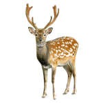Call Of The Hunt Official