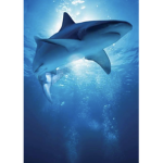 #Save The Sharkys