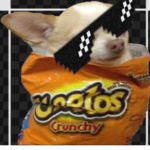 The Joshy Dogs