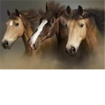 horses rock