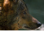 dire wolvs