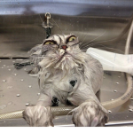 Softiecat co.