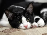 CAT TECH BUILDERS